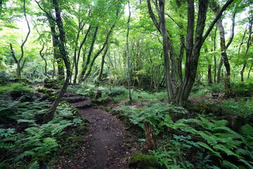 Fototapeta na wymiar charming summer forest with path
