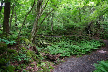 Obraz premium charming summer forest with path