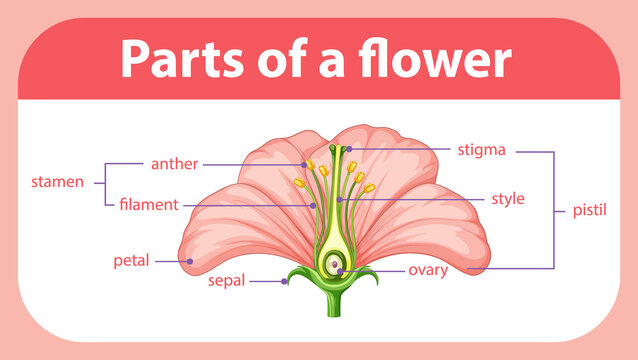 Diagram showing different parts of flower