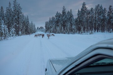 A group of elk or animals deer on the snowy icy road in Sweden in winter time. Dangerous situation in the evening, car stopping in front of a group of deer or moose. Crash prevention.