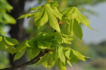 Chestnut flowers pollinated by bumblebees. Spring and high school graduation. White inflorescences and the smell of nectar.