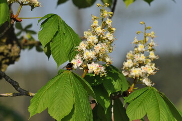 Chestnut flowers pollinated by bumblebees. Spring and high school graduation. White inflorescences and the smell of nectar.