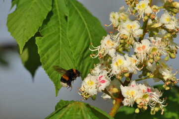 Chestnut flowers pollinated by bumblebees. Spring and high school graduation. White inflorescences and the smell of nectar.