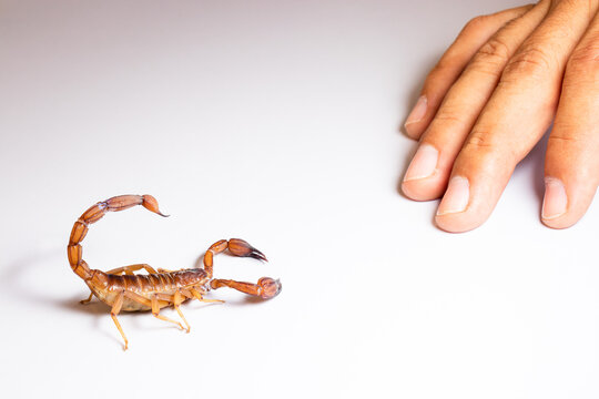 Escorpión, alacrán, aguijón con veneno sobre fondo blanco, mano humana