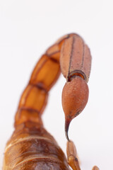 Escorpión, alacrán, aguijón con veneno sobre fondo blanco, mano humana