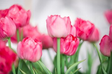 Beautiful pink tulips on a blurred background. Spring
