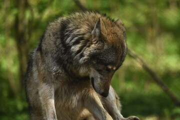 The wolf, a land predator. Hunt for prey within your territory. A herd of deer hunting. A wild animal, a natural selector of sick and weak animals.