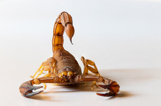 Alacr&aacute;n, escorpi&oacute;n venenoso en posici&oacute;n de ataque, con fondo blanco 