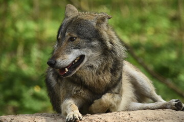 Fototapeta premium The wolf, a land predator. Hunt for prey within your territory. A herd of deer hunting. A wild animal, a natural selector of sick and weak animals.