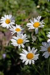 Obraz premium Flower background: magnificent blooming large garden chamomile (Asteraceae)