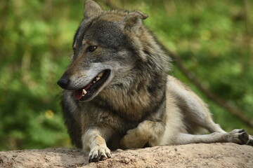 The wolf, a land predator. Hunt for prey within your territory. A herd of deer hunting. A wild...