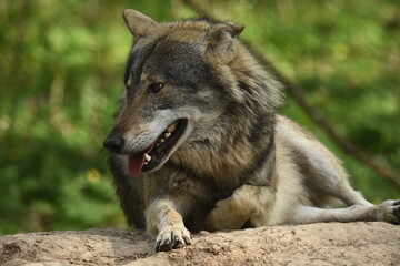 Fototapeta premium The wolf, a land predator. Hunt for prey within your territory. A herd of deer hunting. A wild animal, a natural selector of sick and weak animals.