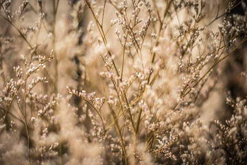 Fototapeta premium Contrast brown beige light. Abstract real nature photo background. Macro meadow field grass flower wheat herb. Seasons autumn winter spring summer tone stock collection. Blur vintage effect minimalism
