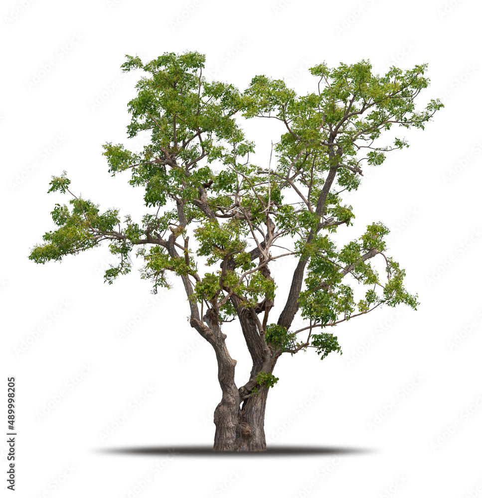 Wall mural Tree isolated on white background realistic with shadow in high quality clipping mask, tropical tree used for advertising design and graphic decoration