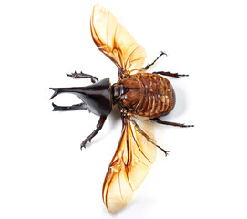 Its a bugs life. Closeup shot of beetle.