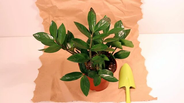 preparing garden tools for transplanting a plant. zamioculcas, zamiifolia, zz plant. 