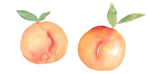 Peach Fruit Watercolor Collection, Hand Drawn and Painted, Isolated on White Background. - 489999223