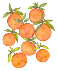 Orange Summer Fruit Watercolor Collection, Hand Drawn and Painted, Isolated on White Background