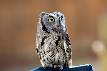Up close portrait of a screech owl staring with intent yellow eyes