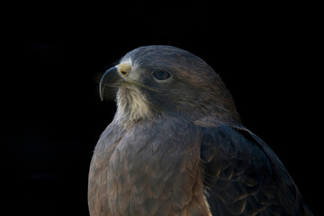 close up portrait of a hawk against a clear black background