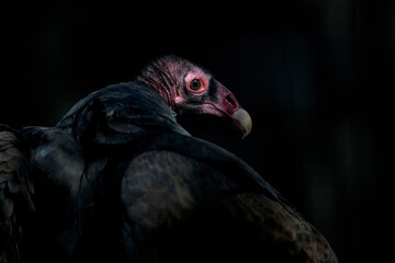 close up portrait of a turkey vulture with a black background and stunning red face against a dark background