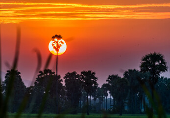Sunset Background behind the sugar palm trees and rice field at Phetchaburi, Thailand