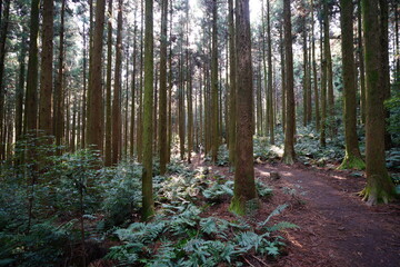 Fototapeta premium fascinating cedar forest in the sunlight