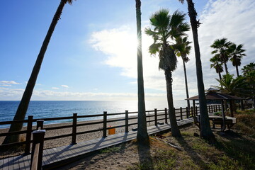 seaside walkway and palm trees