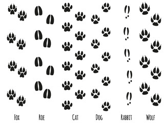 Animals feet tracks. Animals paws and sillhouetts.
