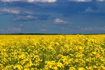 Obraz premium Ukrainian flag. Symbol of nature in Ukraine. Yellow field with flowering rapeseed and blue sky. The war with Russia in Eastern Europe.
