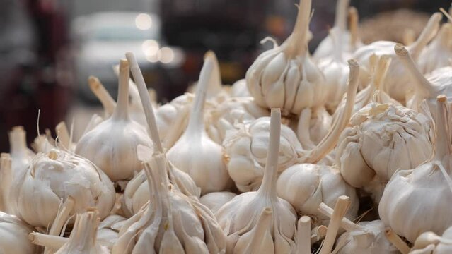 Bunches of organic garlic on a marketplace. Whole bunch of fresh garlic placed at the market. Spicy culinary ingredient.