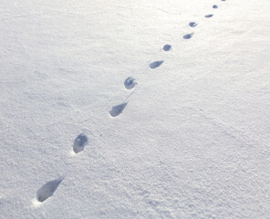 Cat footprints in the snow as a background.