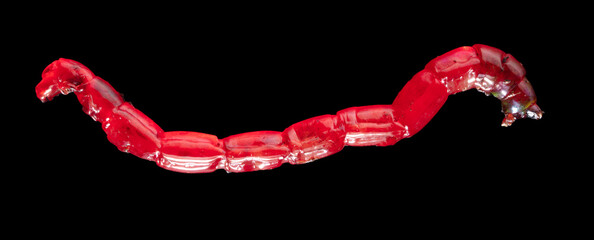 Red bloodworm worm isolated on black background.