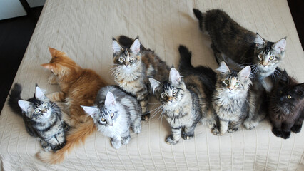 Funny Maine Coon kittens move their heads back and forth