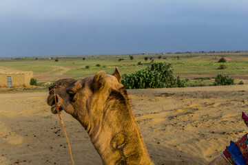 Various views of the Sam's sand dunes