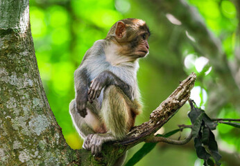 Monkey on a tree in the park