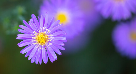 Obraz premium Purple flowers in the park.