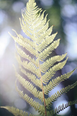 .Flowers and vegetation.