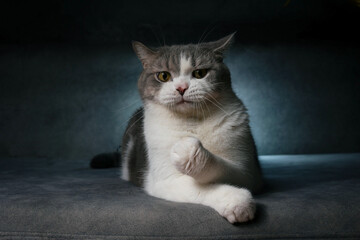 Scottish fold cat sitting on black background. Tabby cat with yellow eyes on sofa in house. White cat in studio.