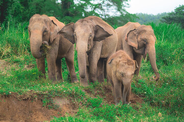 Fototapeta na wymiar Family elephants in forest from North, Thailand.