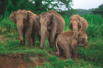 Family elephants in forest from North, Thailand.