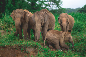 Family elephants in forest from North, Thailand.