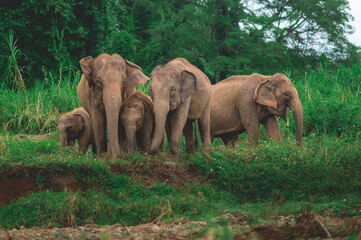 Naklejka na ściany i meble Family elephants in forest from North, Thailand.