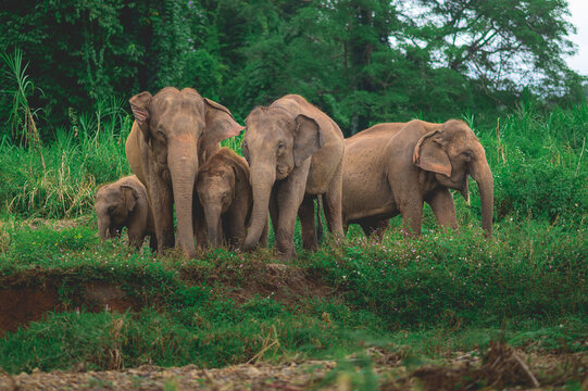 Family elephants in forest from North, Thailand.