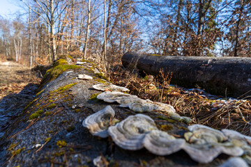 Wandern bei Tuttlingen