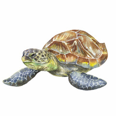 Sea turtle watercolor illustration. Great for print, web, textile design, souvenirs.