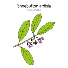 Shoebutton Ardisia, or ducks-eyes Ardisia elliptica , medicinal, ornamental and edible plant.