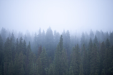 Foggy Forest