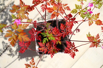 Bodziszek cuchnący Geranium robertianum fetid geranium herbs - obrazy, fototapety, plakaty