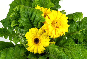 Large green gerbera bush with large yellow flowers. Close-up
